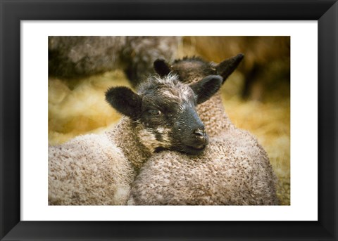 Framed Pals Print