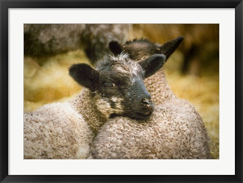 Framed Pals Print