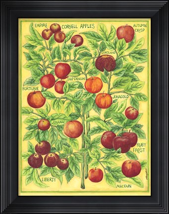 Framed Cornell Apples Print