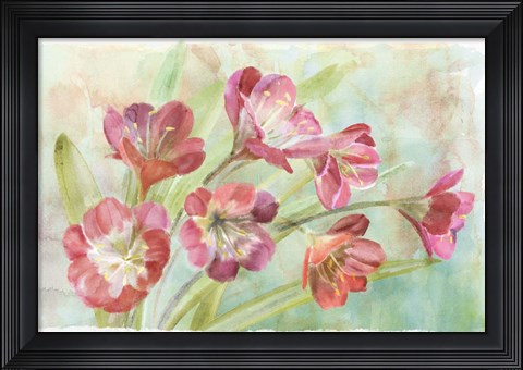 Framed Bowing Clevia Print