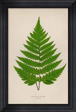 Framed Acrostichum Alienum Print