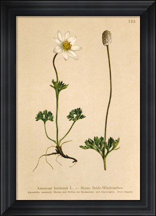 Framed Anemone Baldensis Print