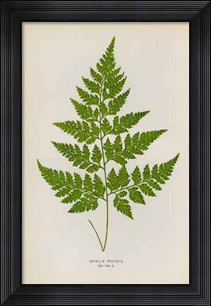 Framed Davallia Pyxidata Print