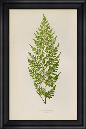 Framed Davallia Tenuifolia Print