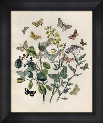 Framed Papillion - Butterflies Print