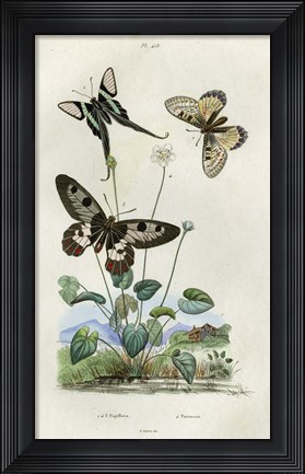 Framed Papillons - Parnassie Print