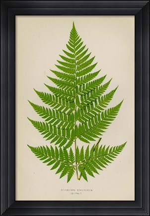 Framed Polybotrya Osmundacea Print