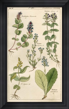 Framed Scrophularineae Print