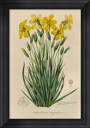 Framed Sisyrinchium Longistylum Print