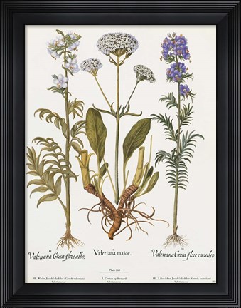 Framed Valeriana Print