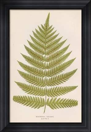 Framed Woodwardia Radicans Print
