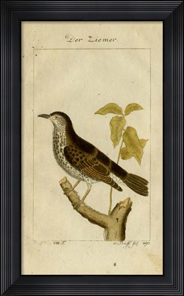 Framed Der Ziemer Print