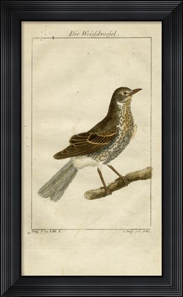Framed Die Weisfdrosfel Print