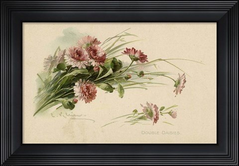 Framed Double Daisies Color Print