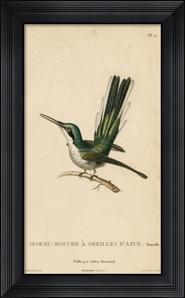 Framed Oiseau-Mouche A Oreilles D&#39;Azur Print