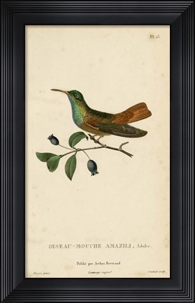 Framed Oiseau-Mouche Amazili Print