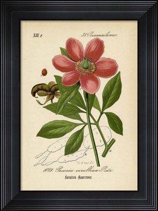Framed Paeonia Corallina Print