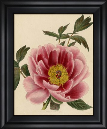 Framed Paeonia Montan Print