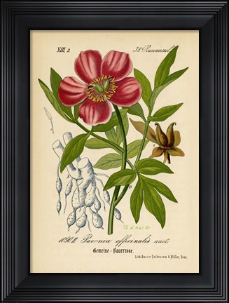Framed Paeonia Officinalis Print
