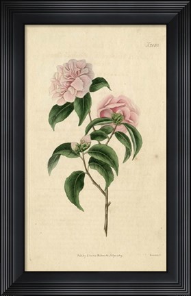 Framed Pink Rose Print