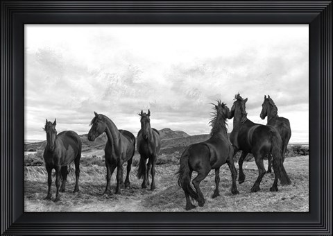 Framed Black Stallion Print