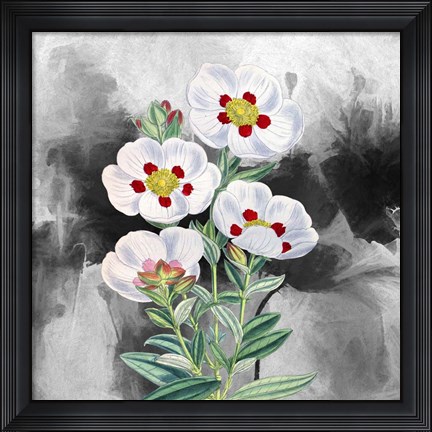 Framed White Flowers 1 Print