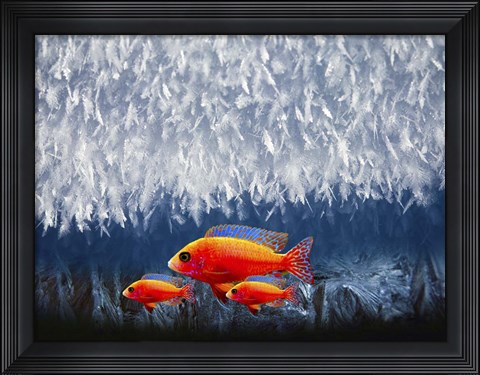 Framed Red Fish 3 Print