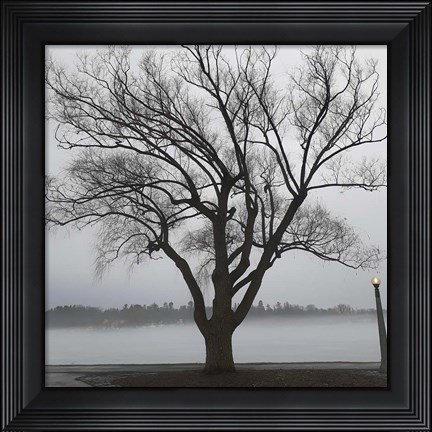 Framed Tree In Fog II Print