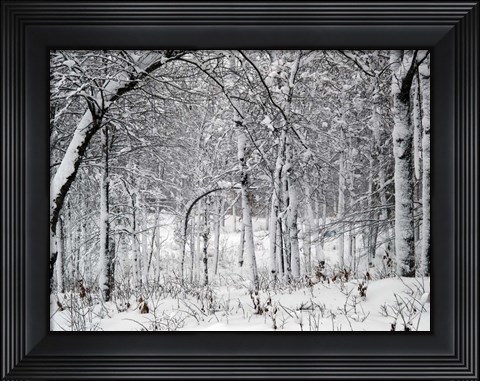 Framed Trees In Snow Print