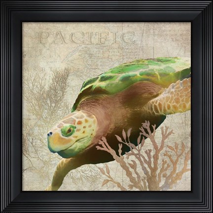 Framed Sea Turtle Pacific Print