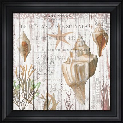 Framed Seashells on Driftwood Panel Print