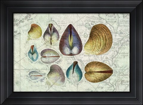 Framed Seashells on Map I Print
