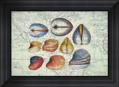 Framed Seashells on Map II Print