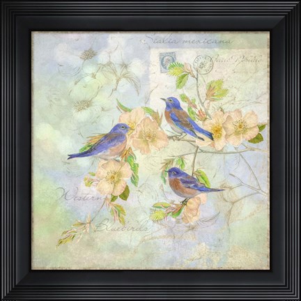 Framed Blue Birds on Blossem Branch Print