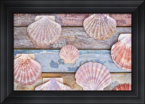 Framed Pecten Shells on Planks Print