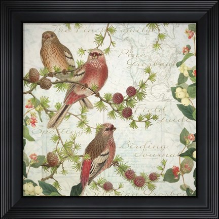 Framed Pine Grosbeak with Snowberry Print