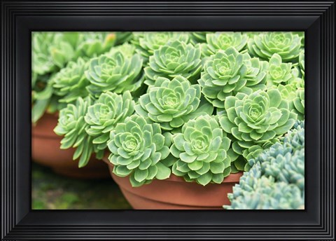 Framed Potted Succulents I Print