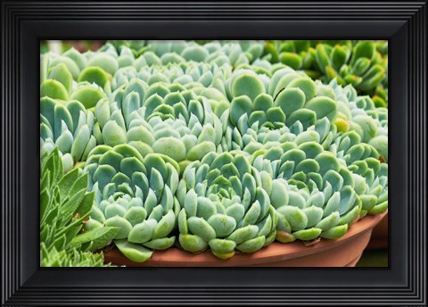 Framed Potted Succulents II Print