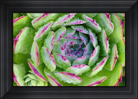 Framed Sempervivum Close Up Print