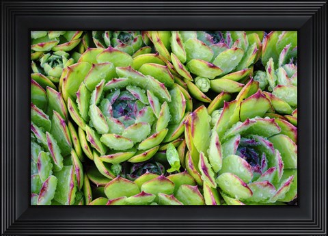 Framed Sempervivum Print