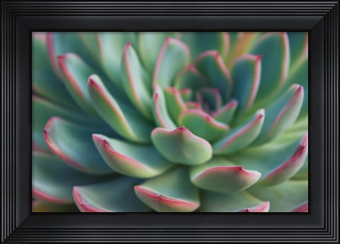 Framed Succulent Close Up I Print