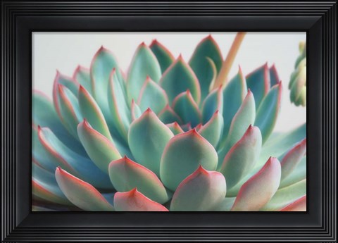 Framed Succulent Close Up II Print