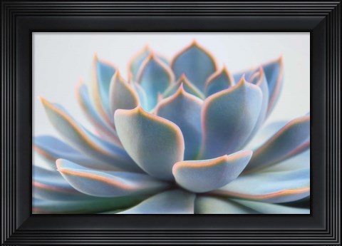 Framed Succulent Close Up III Print