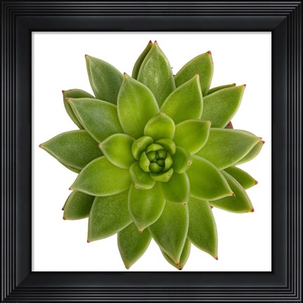 Framed Succulent Cut Out 1 Print