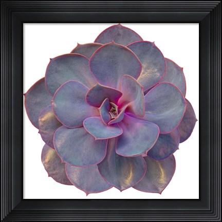 Framed Succulent Cut Out 2 Print