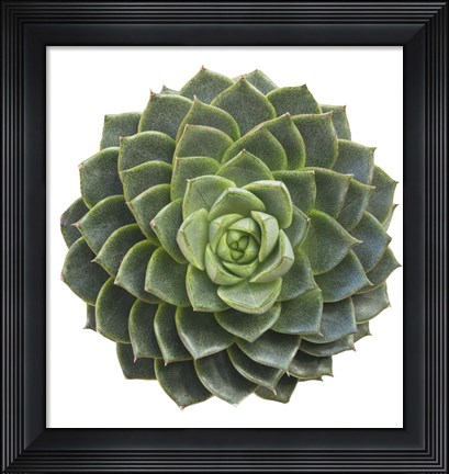 Framed Succulent Cut Out 3 Print