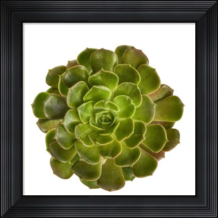 Framed Succulent Cut Out 4 Print