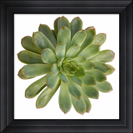 Framed Succulent Cut Out 5 Print