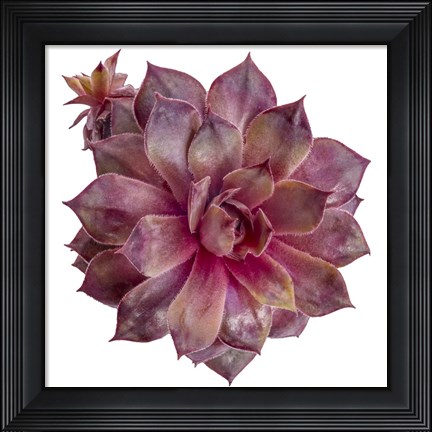 Framed Succulent Cut Out 6 Print