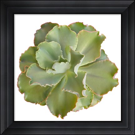 Framed Succulent Cut Out 7 Print